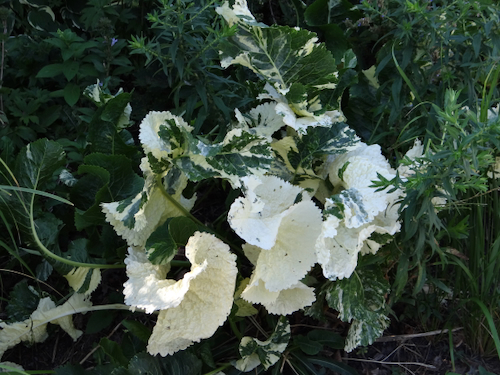 Armoracia rusticana 'Variegata'