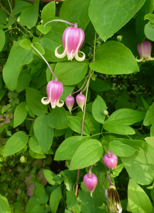 Clematis_viorna.jpeg