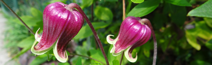 Clematis_viorna_-_banner.jpeg