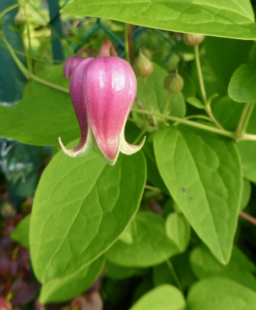 Clematis_viorna_close.jpeg