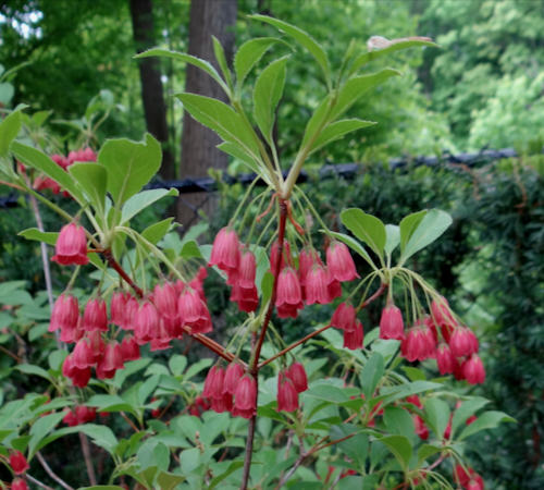 Enkianthus_campanulatus.jpeg