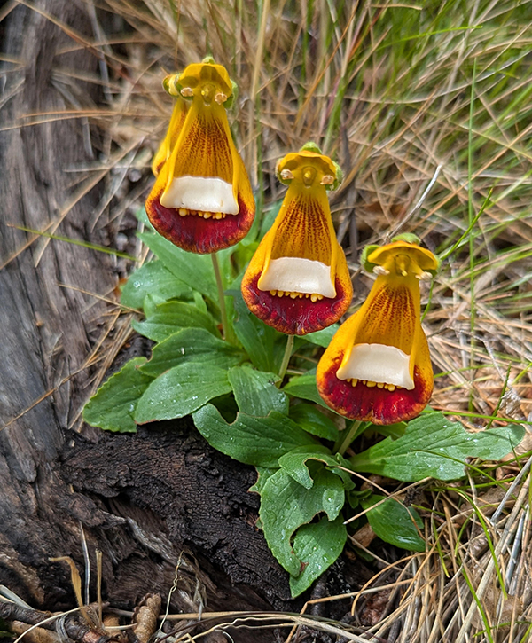 Illahe Alpine and rock garden plants