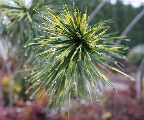 Pinus densiflora Torabu Matsu 500px