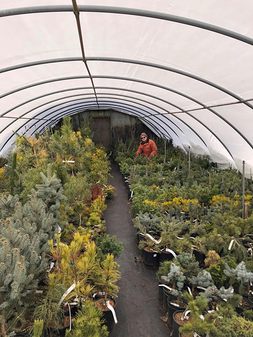 jim lounsbery conifers 500px