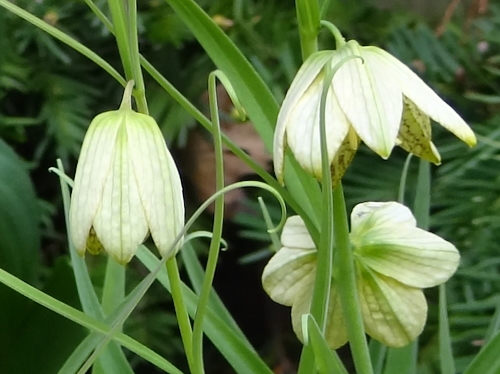 Fritillaria thunbergii