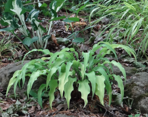 Hosta Curly 1