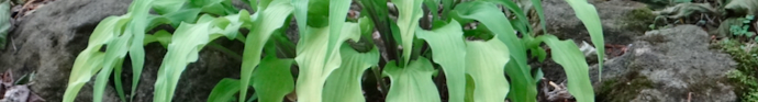 Hosta_Curly_Fries_1.jpg