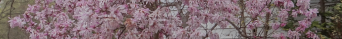 Magnolia_header.jpeg