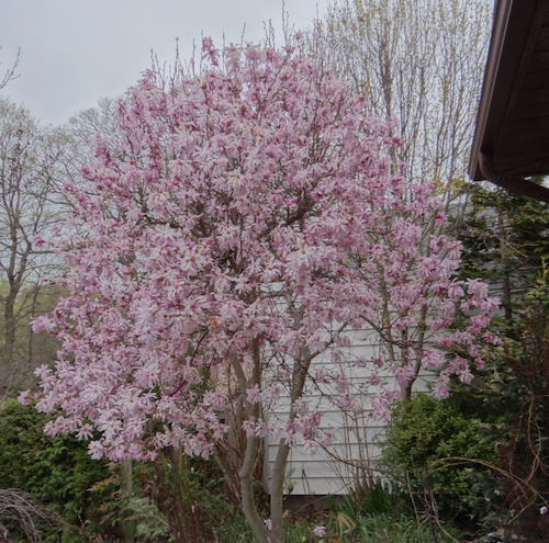 Magnolia_may.jpeg