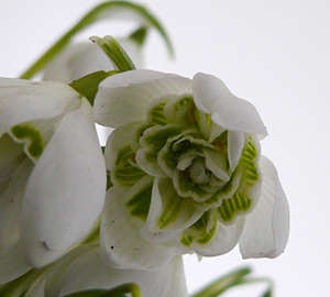 Galanthus Flore Pleno 300