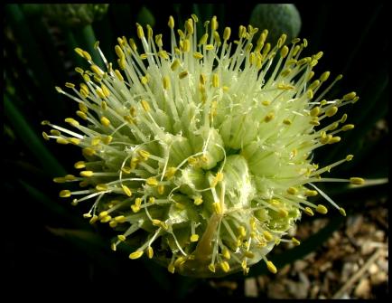 A fistulosum flower 434x335