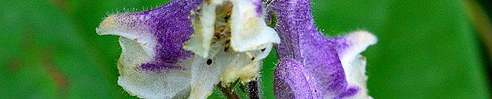 Aconitum alboviolaceum header 2