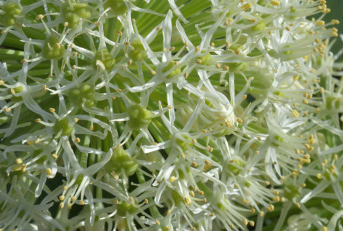 Allium karataviense Ivory Queen closeup