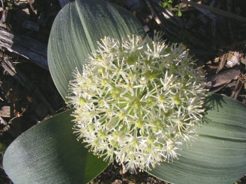 Allium karataviense Ivory Queen main