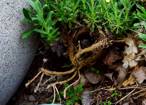 Alyssoides utriculata woody stems