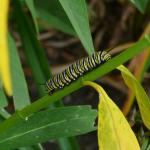 Caterpillar on Asclepias curassavica RICH 2014