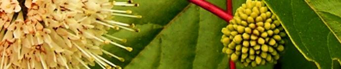 Cephalanthus occidentalis header