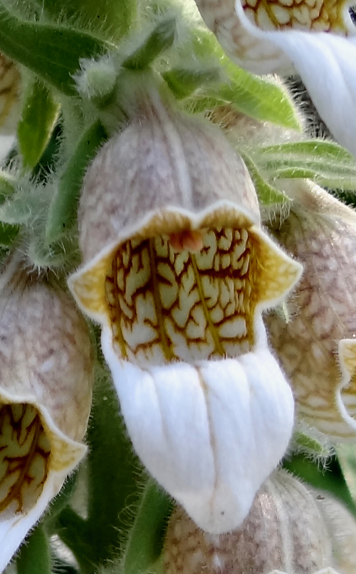 Digitalis lanata flower close up
