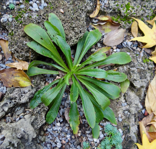 Digitalis lanata leaves