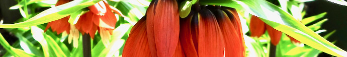 Fritiallaria banner