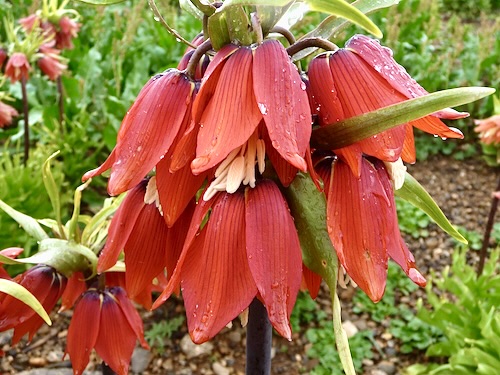 Fritillaria Imperialis