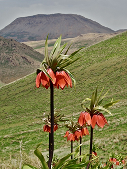 Fritillaria in Iran 2