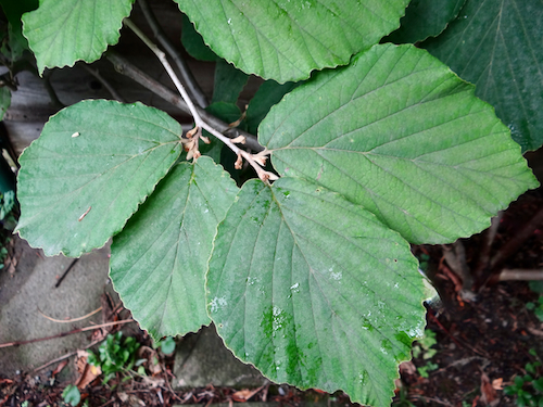Hamamelis x intermedia Jelena leaf