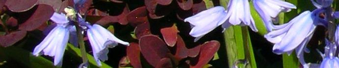 Hyacinthoides hispanica header