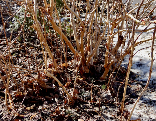 Hydrangea winter stems