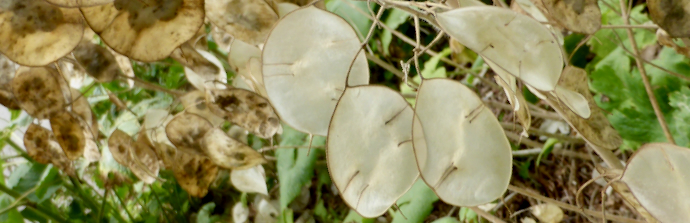 Lunaria annua banner