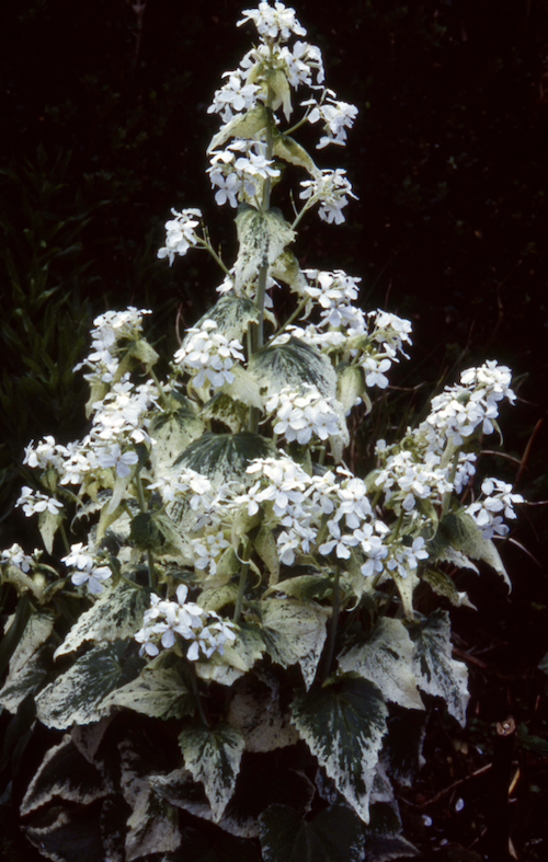 Lunaria annua var albiflora  ‘Alba Variegata’