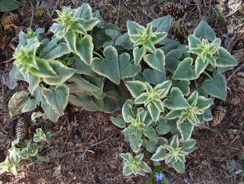 Lunaria annua leaves