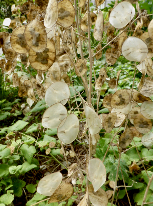 Lunaria annua seeds
