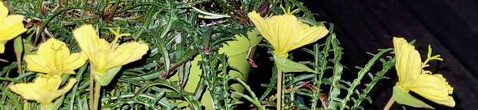 Oenothera triloba banner