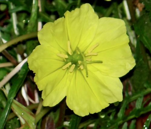 Oenothera triloba flower