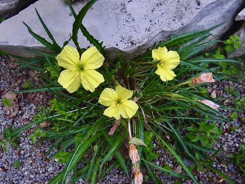 Oenothera triloba plant
