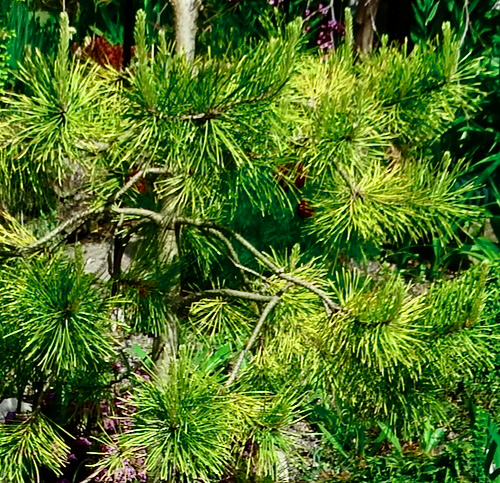 Pinus Chief Joseph Spring needles