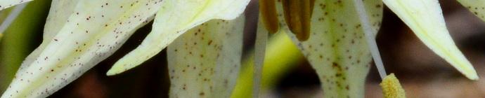 Prosartes maculata header