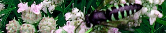 Pycnanthemum tenuifolium header