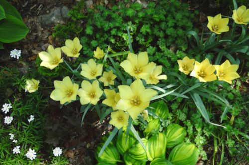 Tulipa Bright Gem with companion plants