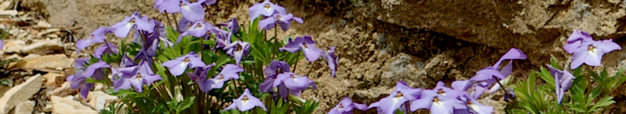 Viola pedata border