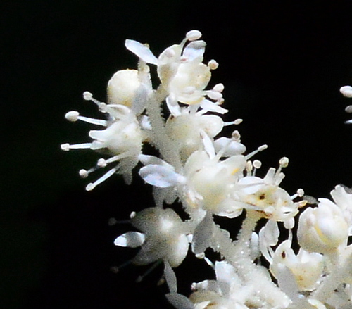 astilboides tabularis flower closeup