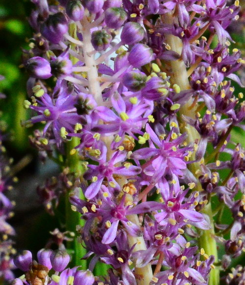 barnardia japonica closeup