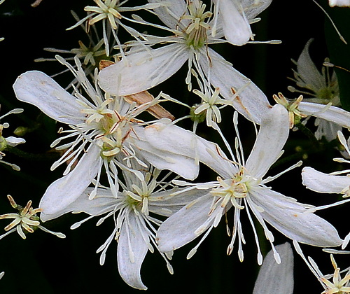 clematis terniflora closeup