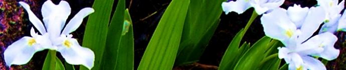iris cristata alba header