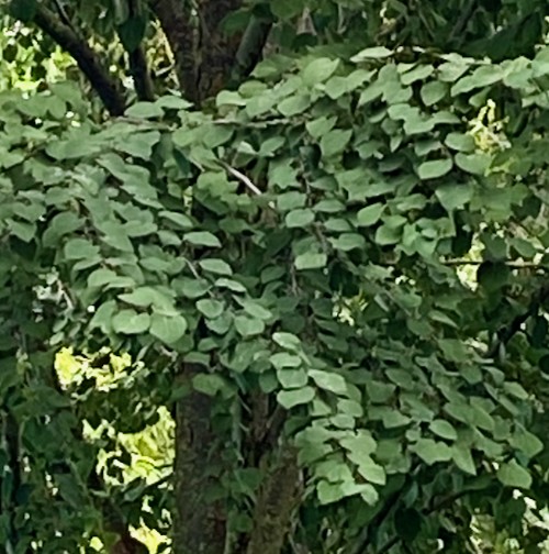 Cercidiphylum japonicum ‘Red Fox’ - leaves - summer