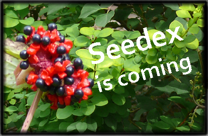 Seedex is coming final