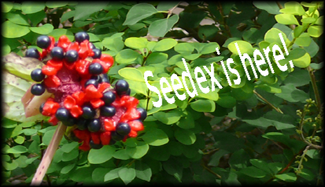 Seedex is here