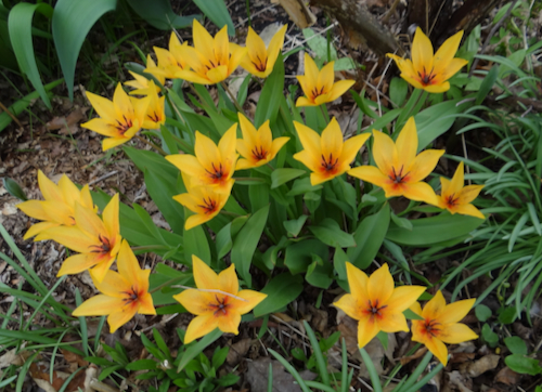 Tulipa_praestans_Shogun._1.jpeg
