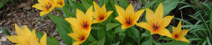 Tulipa_praestans_Shogun_border.jpeg